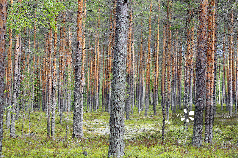 芬兰库霍莫地区的春季泰加林，北方针叶林图片素材