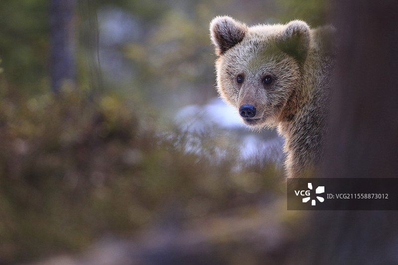 解放三岁的棕熊（Ursus arctos），芬兰图片素材