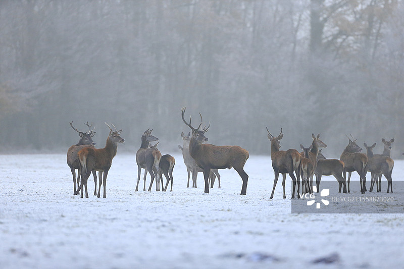 冬季法国的草地上，一群红鹿（Cervus elaphus）。图片素材