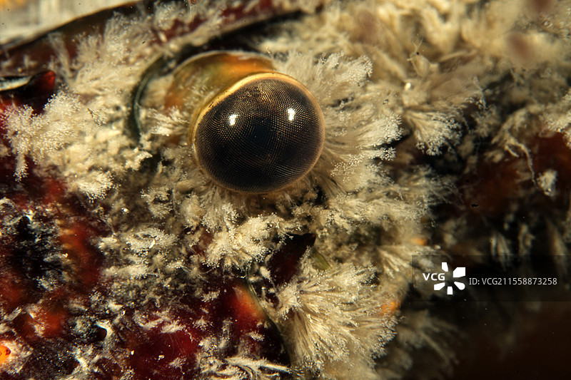 红色沼泽小龙虾（Procambarus clarkii）在法国洛瓦尔-谢尔省的库菲市的池塘中图片素材