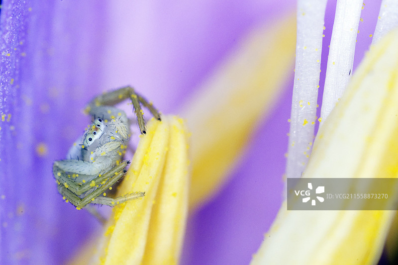 金色蟹蛛（Misumena vatia）在花朵上，法国卢瓦尔-谢尔省福赞草原图片素材