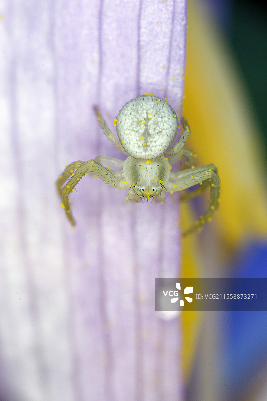 金色蟹蛛（Misumena vatia）在花朵上，法国卢瓦尔-谢尔省福赞草原图片素材