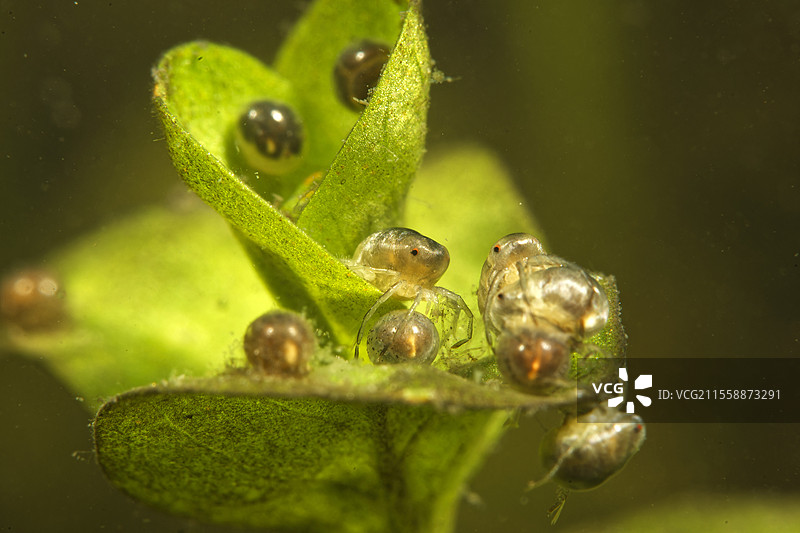 水螅虫（Hydrachnidia sp），在法国洛尔-谢尔省的福赞草原池塘中聚集的水螅类。图片素材