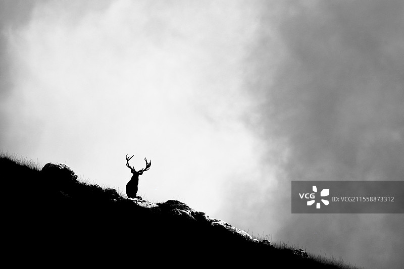 阿尔卑斯山，奥地利，站在岩石上的红鹿（Cervus elaphus）。图片素材