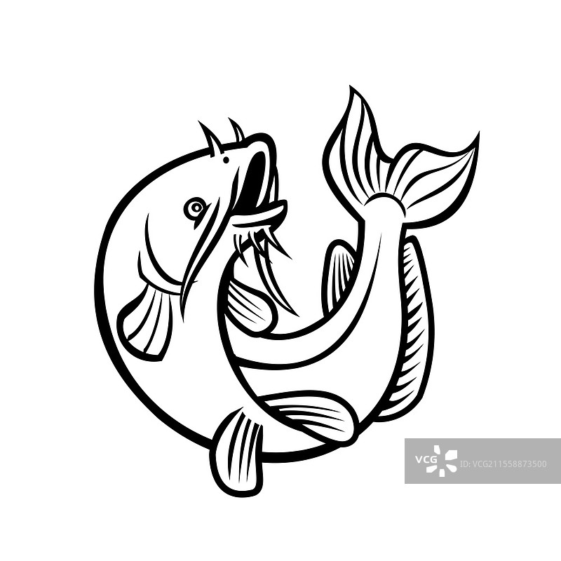 蓝色鲶鱼（Ictalurus furcatus）卡通风格插图，北美最大的鲶鱼种类，在孤立的白色背景上跳跃，采用黑白色调。图片素材