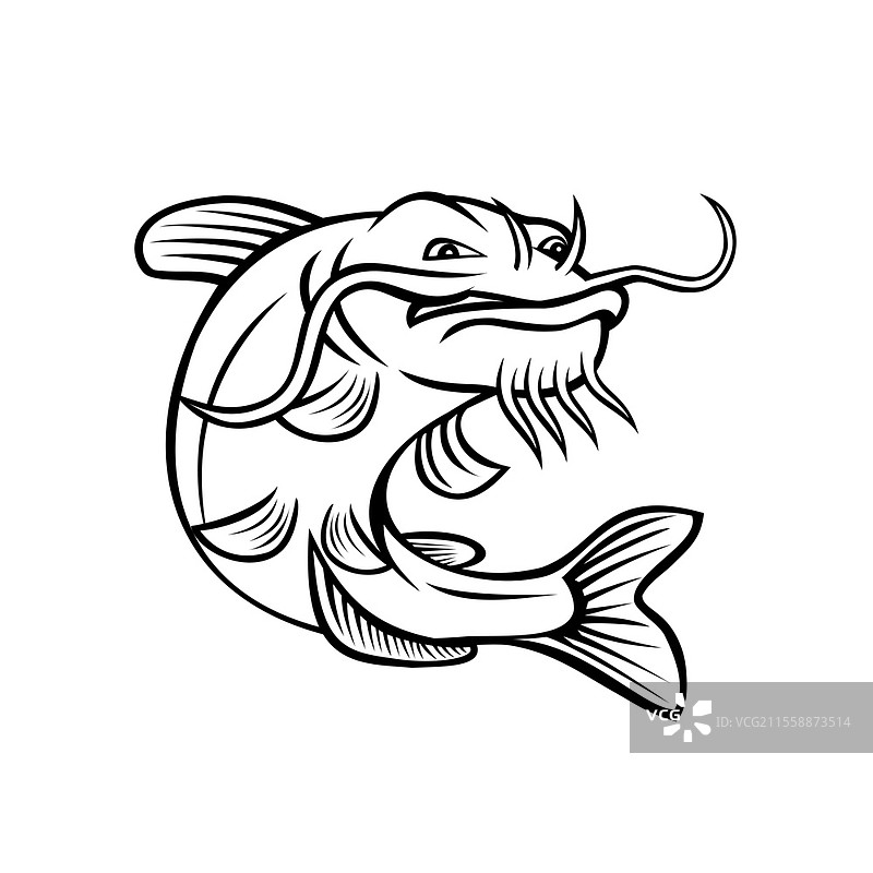 卡通风格插图，描绘了北美最常见的鲶鱼种类——通道鲶鱼（Ictalurus punctatus），在孤立的白色背景上跃起，采用黑白色调。图片素材