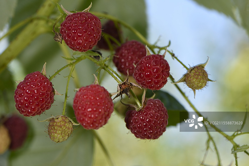 覆盆子（Rubus idaeus），水果，花园，贝尔福，贝尔福地区，法国图片素材