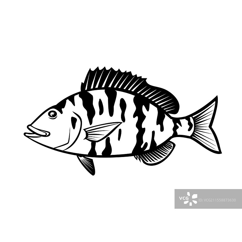 黑白卡通风格的猪鱼插图，侧面视图，猪鱼（Orthopristis chrysoptera）或称猪鲈，属于海鳗科，分布于美国大西洋沿岸。图片素材