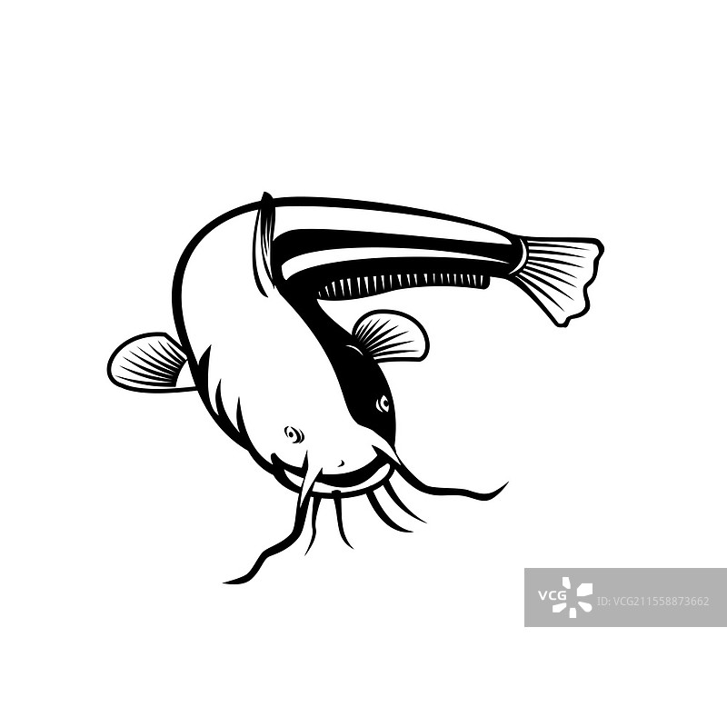 黑白木刻风格插图，描绘了被称为“鲶鱼”的欧洲鲶鱼，这是一种原产于中部、南部和东欧广泛地区的大型鲶鱼，背景为孤立的黑白色调。复古木刻风格的鲶鱼游泳。图片素材