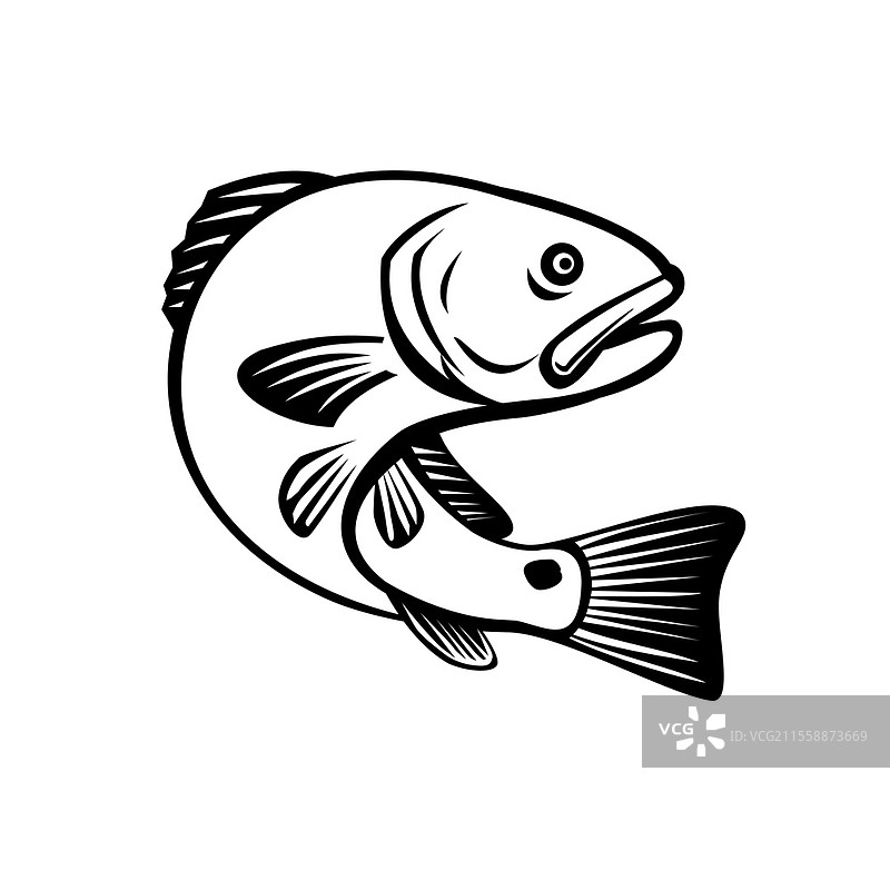 红鼓鱼、红鱼、通道鲈鱼、小狗鼓鱼或斑尾鲈鱼的插图，这是一种从佛罗里达州到北墨西哥的亚特兰大海域的游戏鱼，跳跃的姿态采用黑白复古风格。图片素材