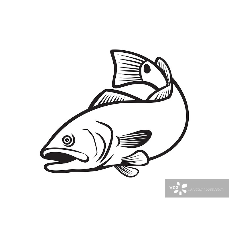 红鼓鱼、红鱼、通道鲈鱼、小狗鼓鱼或斑尾鲈鱼的插图，这是一种在从佛罗里达到北墨西哥的亚特兰大海域发现的游戏鱼，以黑白复古风格跃起。图片素材