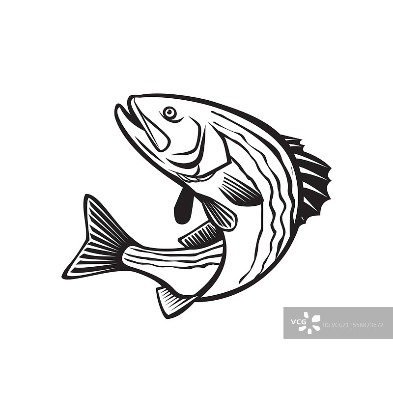 复古风格的插图，描绘了条纹鲈鱼（Morone saxatilis），大西洋条纹鲈鱼，条纹鱼，岩鱼或岩石鱼，这是一种洄游性鲈形目鱼类，跳跃的姿态，黑白色调。图片素材