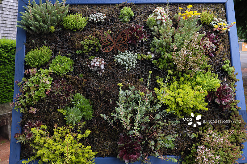 绿色环境，装饰，公园，阿若尔谷，沃日，法国图片素材