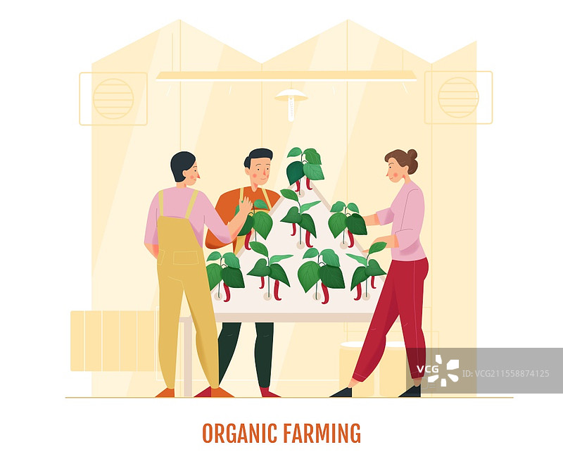 三个人在温室里照看辣椒的扁平矢量插图图片素材