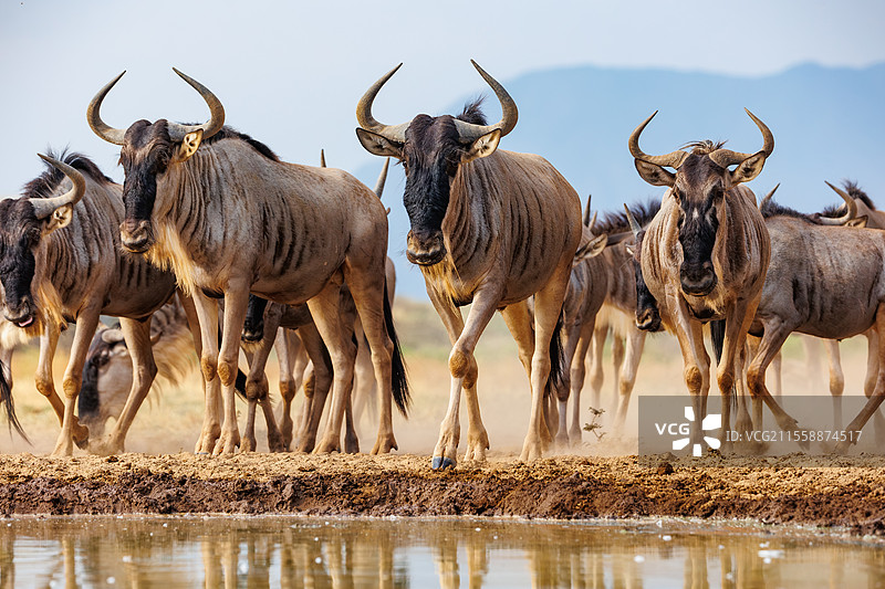 蓝角羚（Connochaetes taurinus），在水坑饮水，肖姆波勒荒野，肖姆波勒社区，肯尼亚，东非，非洲图片素材