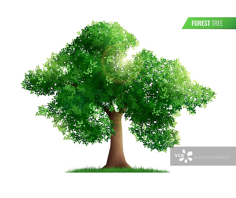 森林树木的真实构图，孤立的绿色树木和阳光束在空白背景上的文本矢量插图图片素材