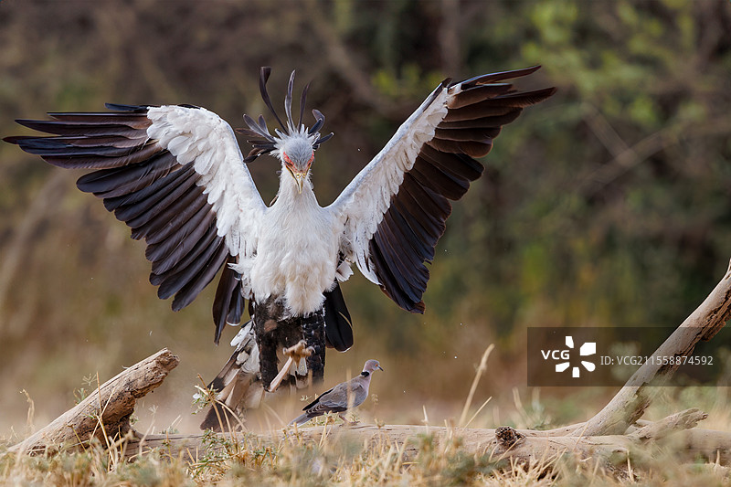 秘书鸟（Sagittarius serpentarius）在萨凡纳中移动并捕杀哀鸣鸽（Streptopelia decipiens），肖姆波尔荒野，肖姆波尔社区，肯尼亚，东非，非洲图片素材