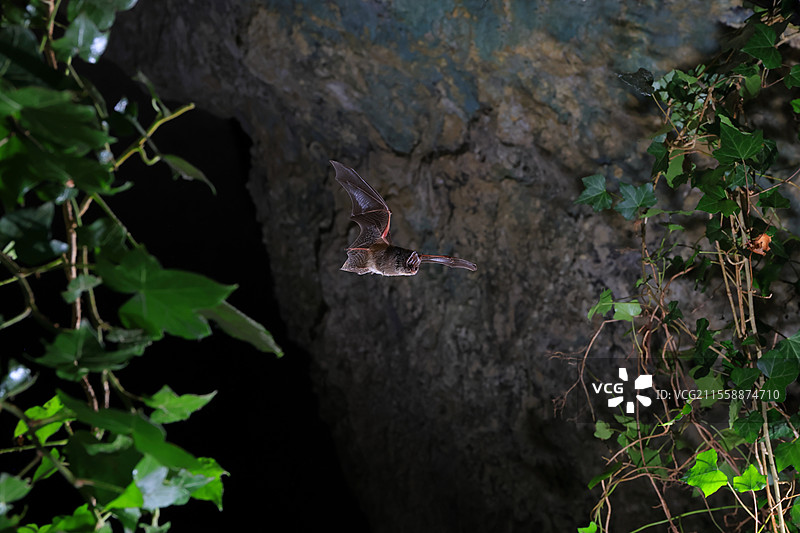 西方巴巴斯特尔蝙蝠（Barbastella barbastellus）在法国诺曼底的洞穴中寻找伴侣，正值季节。图片素材