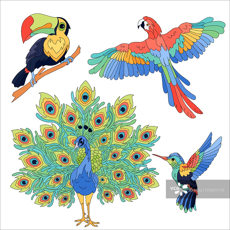 热带异国鸟类图标集，丛林鸟类的手绘风格图像，背景为空白的矢量插图图片素材