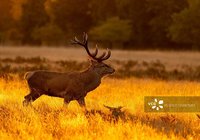 日出时分的红鹿（Cervus elaphus）雄鹿，英格兰图片素材