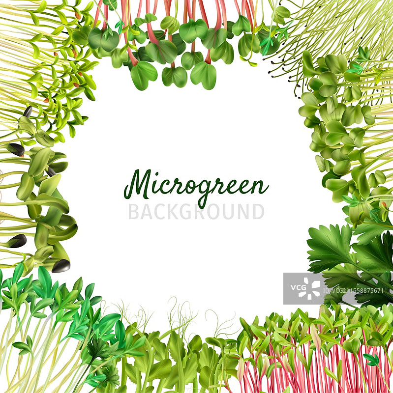 健康营养微型绿叶框架真实隔离矢量插图图片素材