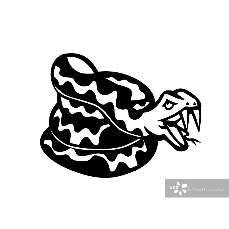 黑白插图，侧面视角的攻击性盘绕蛇头，毒蛇或蟒蛇，背景为孤立的复古风格。攻击性盘绕蛇，毒蛇或蟒蛇吉祥物，复古黑白风格。图片素材