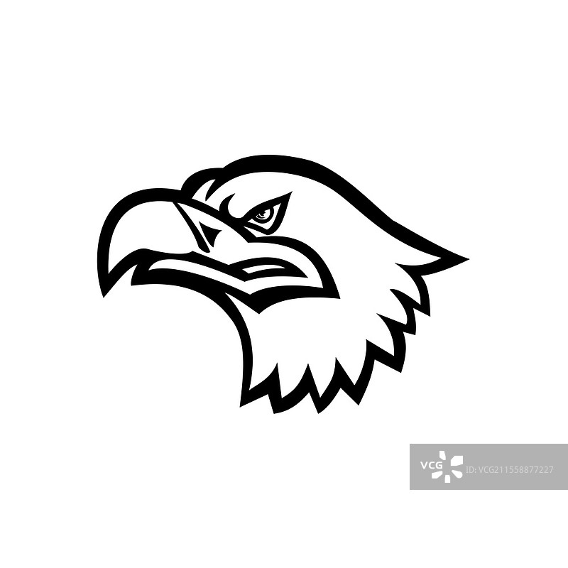 欧亚海鹰（也称为灰海鹰、白尾鹰、ern或erne）侧面头部的黑白插图，复古风格，背景为单色。图片素材