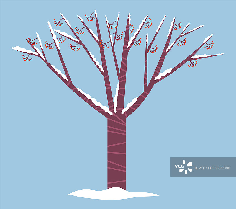 无叶的雪球树在森林中。树枝上挂着红色浆果，西洋冬青或冬青，传统的圣诞象征。孤立的植物在蓝色背景上覆盖着雪。平面矢量插图。被雪覆盖的西洋冬青或冬青树，冬季。图片素材