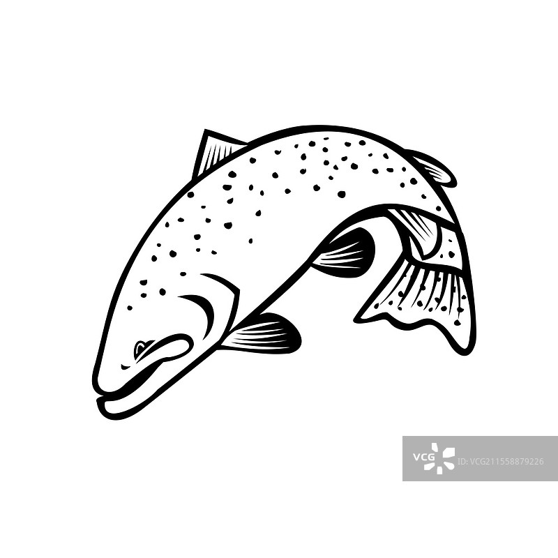 黑白卡通风格插图，描绘了一条钢头鲑、哥伦比亚河红带鳟或海岸虹鳟在孤立背景下跳跃的场景。图片素材
