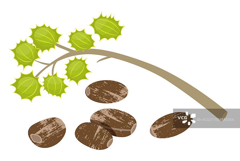 蓖麻种子（Ricinus communis）孤立图标。矢量蓖麻油成分，有机天然产品用于护发油。坚果化妆品有机季节性产品平面设计。与橡树种子一起的草本疗法。蓖麻种子（Ricinus communis）孤立矢量图标。图片素材