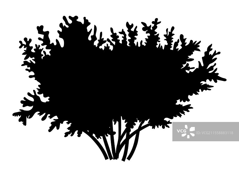孤立在白色背景上的树叶轮廓灌木。茂盛的宽大灌木，几根粗壮的树枝，宽大的树冠。城市公园或花园的装饰性植物，森林植物轮廓的矢量插图。孤立在白色背景上的树叶轮廓灌木。茂盛的灌木，几根粗壮的树枝，宽大的树冠。图片素材