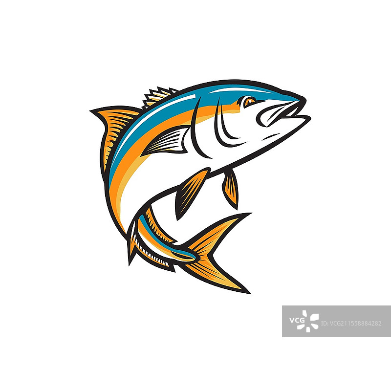 复古风格插图，描绘加利福尼亚黄尾鱼、琥珀鲹、叉尾鱼、苔藓背鱼、黄尾突尼斯或多鳍鱼（Seriola dorsalis），一种属于鲹科的辐鳍鱼，跃起于孤立背景上。图片素材