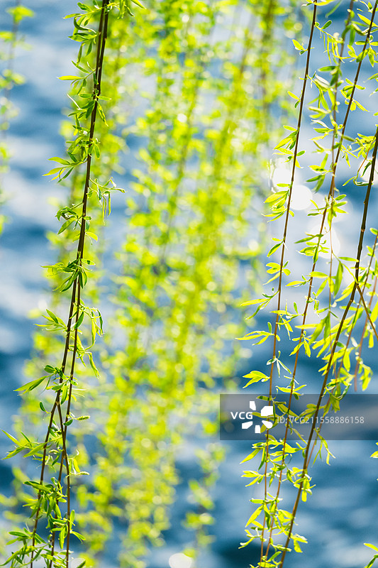 春天河边发芽的柳树图片素材