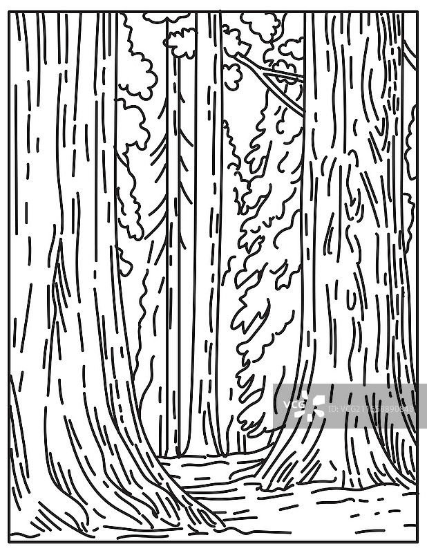加利福尼亚州塞拉山脉的红杉国家公园中巨型红杉或红木树林的单线插图，采用复古黑白单线艺术风格。图片素材
