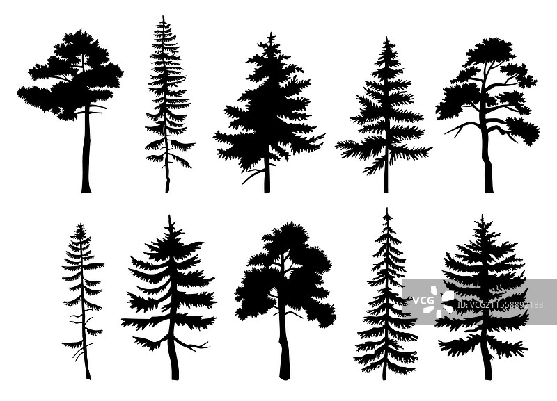 不同树木的剪影，带有叶子，孤立在白色背景上。高大的树木，粗壮的树干，树冠高耸。城市公园或花园的装饰性植物，针叶树和阔叶树的森林植物。城市公园或花园的装饰性植物，针叶树和阔叶树的高大森林植物。图片素材