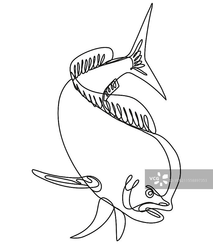 黑白单线风格的多罗多鱼（或称马希马希）潜水的连续线条插图，背景为孤立状态。图片素材