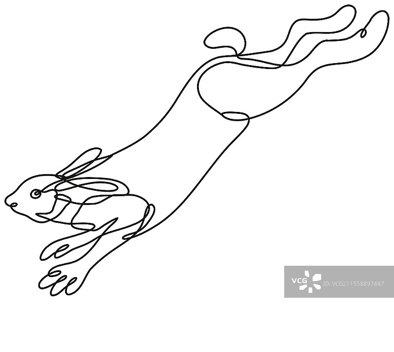 单线条绘制的雪鞋兔、变色兔或雪鞋兔侧跳插图，采用黑白单线或涂鸦风格，背景为单色。图片素材