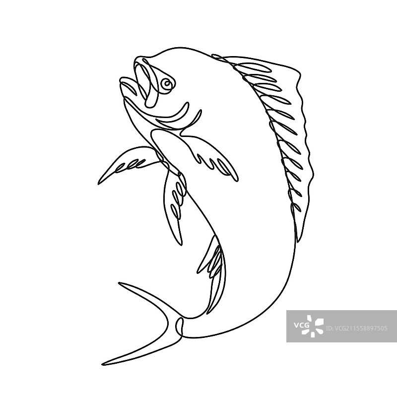 黑白单线风格的多罗多鱼或马希马希跃起的连续线条插图，背景为孤立状态。图片素材