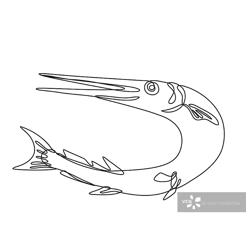 黑白单线风格的针鱼或长梭鱼跃起的连续线条插图，背景为单色。图片素材