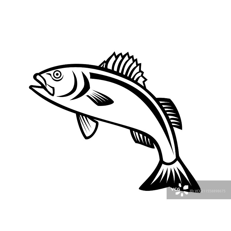 欧洲海鲈鱼或黑鲈鱼（Dicentrarchus labrax）跳跃的吉祥物插图，侧面视图，背景为复古黑白风格。图片素材