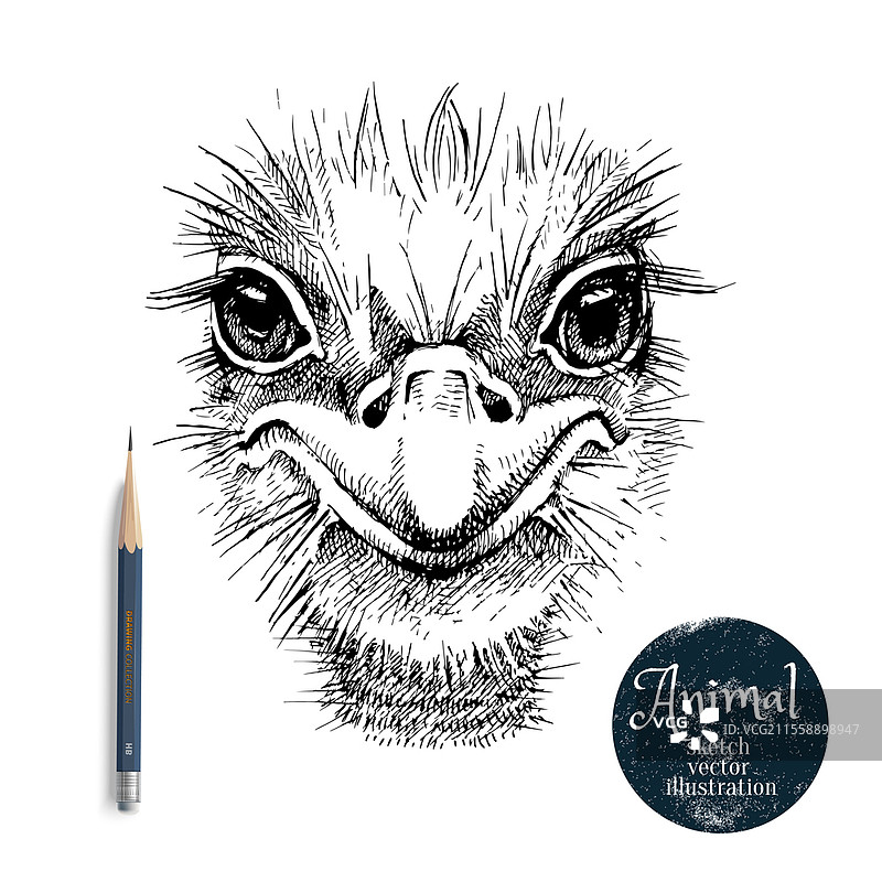 手绘鸵鸟头部矢量插图。白色背景上的鸵鸟肖像素描，配有铅笔和标签横幅。图片素材