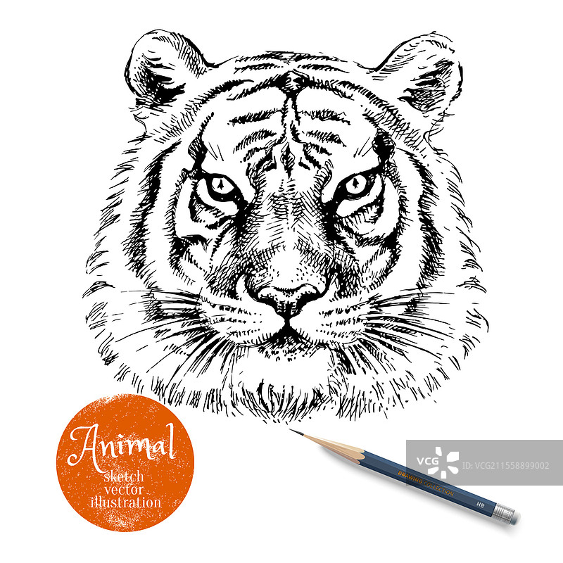 手绘老虎头部矢量插图。白色背景上的铅笔素描孤立老虎肖像和标签横幅。图片素材