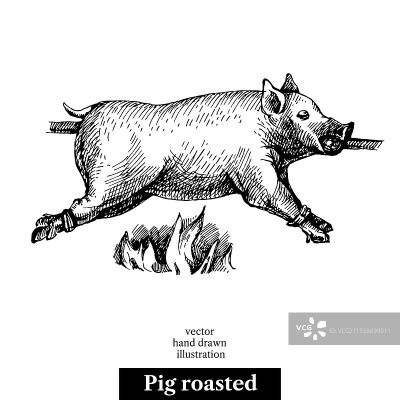 手绘烤猪草图。黑白复古插图。白色背景上的孤立物体。菜单设计图片素材