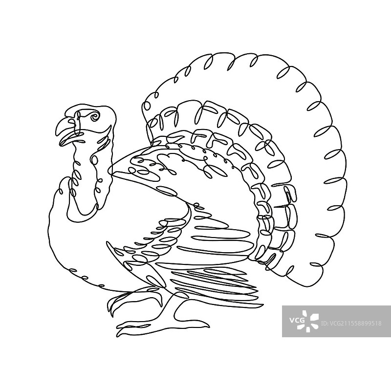 侧面连续线条绘制的野生火鸡或家禽火鸡插图，采用单线或涂鸦风格，黑白色调，背景为单色。图片素材