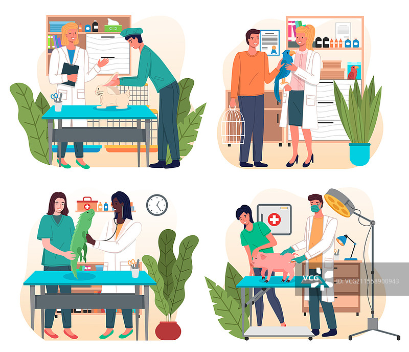 兽医护理，兽医为猪接种疫苗，检查家养宠物的健康，观察兔子、鹦鹉、鬣蜥，动物在诊所接受治疗，去兽医医院看病，医疗办公室。兽医护理，兽医检查家养宠物的健康，观察兔子、鹦鹉、鬣蜥、猪。图片素材