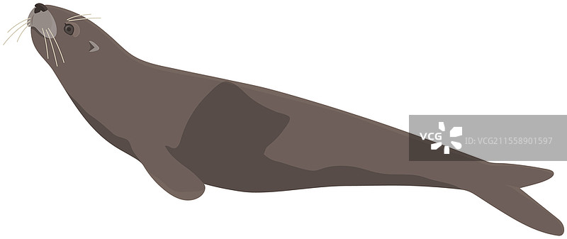 生活在北极的海洋哺乳动物。海豹侧卧。北方动物在栖息地中度过时光。海豹孤立在白色背景上。代表南极海洋野生动物和动植物的矢量插图。卡通海豹孤立在白色背景上。代表南极海洋野生动物和动植物。图片素材