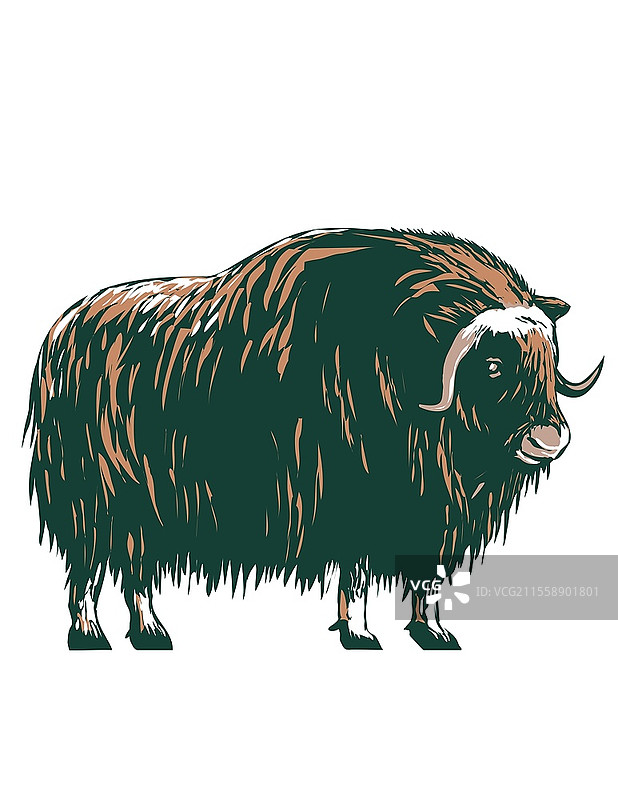 WPA海报艺术中的麝牛，麝牛是属于牛科的有蹄哺乳动物，原产于北极，侧面视图，采用工作项目管理或联邦艺术项目风格。图片素材