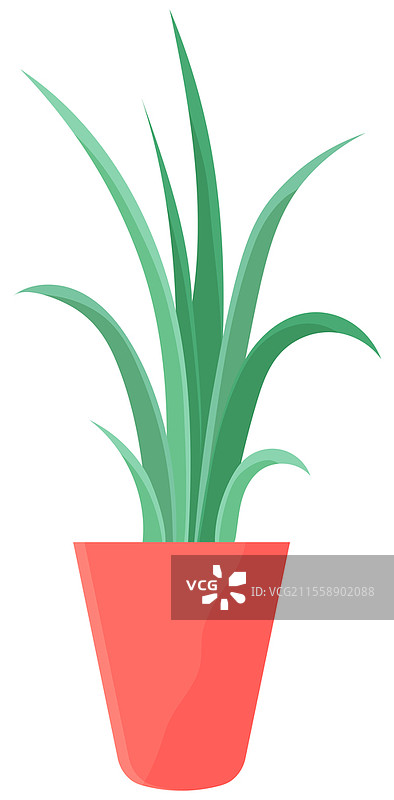 白色背景下的室内植物花盆。装饰性绿色植物的矢量花盆，长叶子陶瓷花盆。家庭绿植的室内植物概念。家居室内植物图标。装饰性绿色植物与长叶子陶瓷花盆，带有室内植物的花盆。家庭室内植物。图片素材