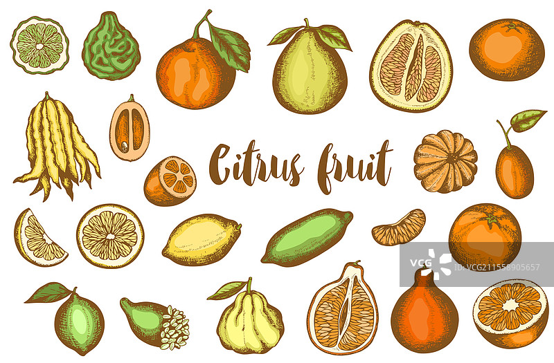 复古手绘柑橘水果系列。矢量插图。图片素材