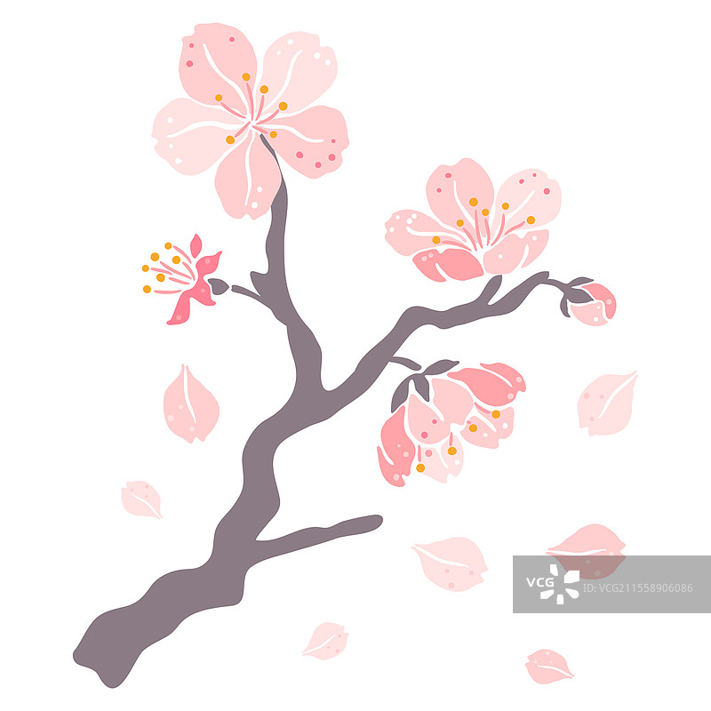 樱花枝的插图。美丽的装饰植物。自然图像。樱花枝的插图。美丽的装饰植物。图片素材